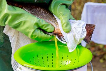 The process of work in fish farming. Obtaining yellow caviar from brook trout. Milking fish.