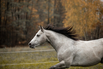Obraz premium A beautiful gray horse of the Quarter Horse breed will say over a green field