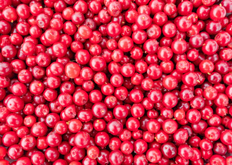 Lingonberry Vaccinium vitis-idaea wild superfood