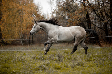 A beautiful gray horse of the Quarter Horse breed will say over a green field