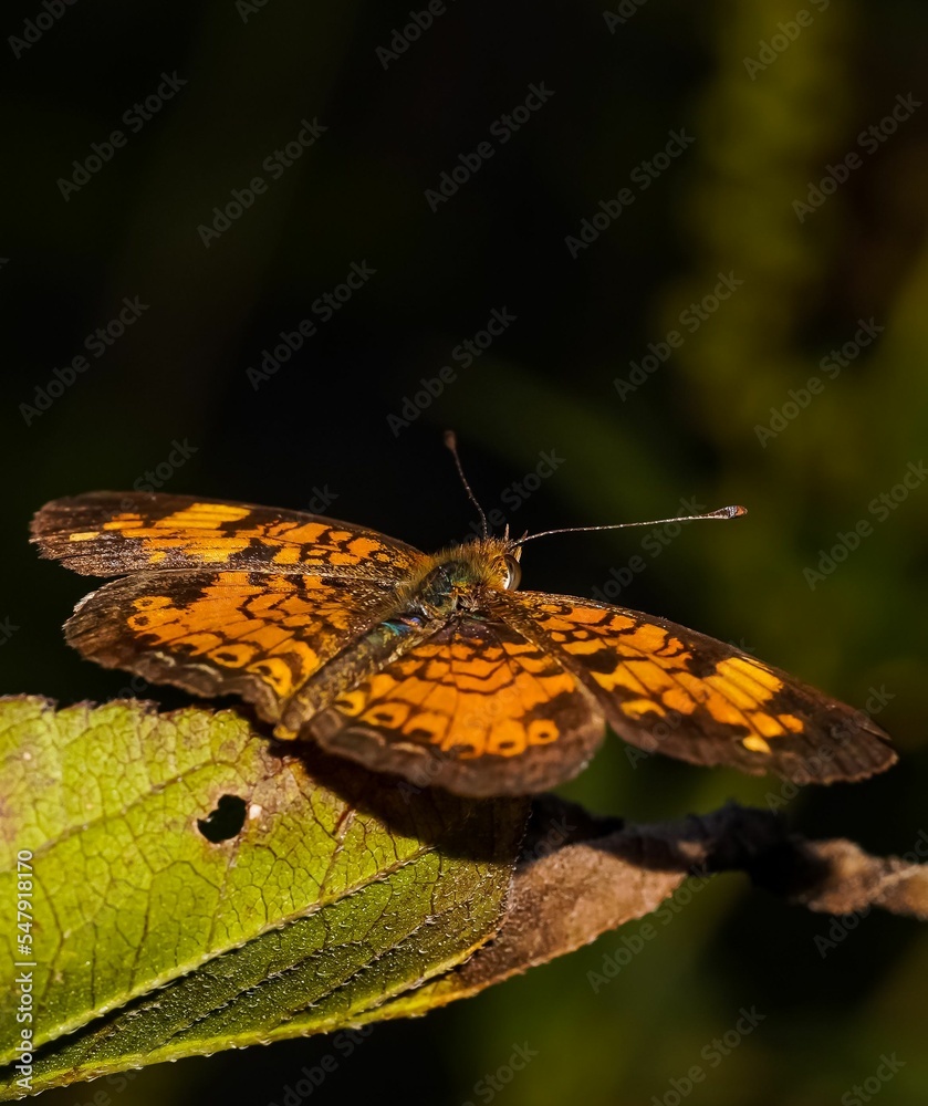 Poster Vertical closeup of adorable orange and brown Pearl crescent butterfly on green leaf