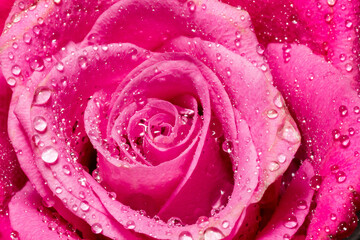 Close up of the middle of a beautiful pink rose covered with water droplets on its petals