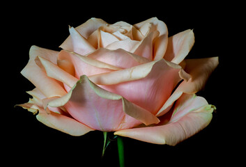 Close up of a romantic pink rose on black background