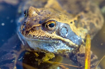 European Common brown grass Frog Rana temporaria