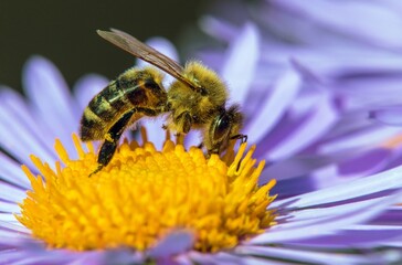 bee honeybee Apis Mellifera honey insect flower