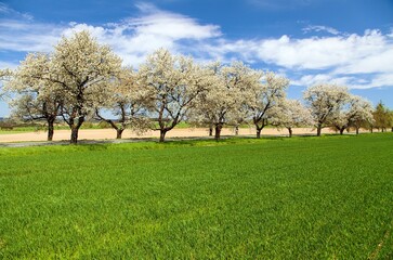 green field road alley flowering cherry trees