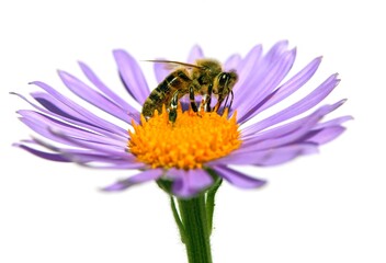 bee honeybee honey Apis Mellifera flower isolated