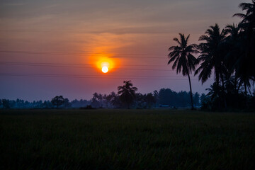 Fototapeta na wymiar The beautiful sunset over the Paddy fields of rural India. An absolute stunning scenery to capture. This was captured in Kakinada, Andhra Pradesh.