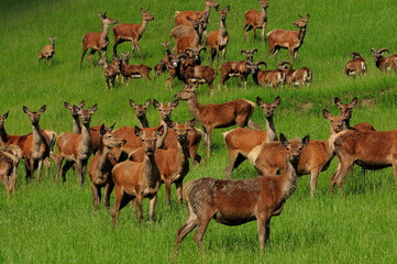 herd of deer