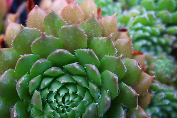 rojnik California sempervivum © Perovskia