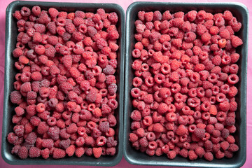 fresh pink raspberries in containers, big summer harvest of berries
