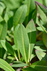 Obraz premium Fleece flower green leaves