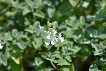 Catmint Snowflake small flowers and leaves