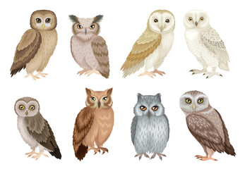 Set of different species of owls