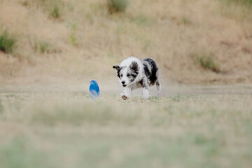 Fototapeta premium Dog catching flying disk in jump, pet playing outdoors in a park. Sporting event, achievement in sport