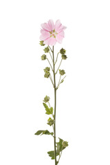Naklejka na ściany i meble Inflorescence of pink mallow flowers isolated on white background.