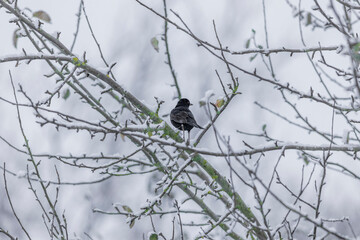 blackbird in snow on a branch