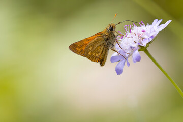 ochlodes sylvania butterfly on a lilac flower with green background. macro nature photography. insects and plants.
