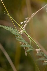 Obraz premium macro nature photograph of a stick insect in vegetation, camouflaged. impressive wildlife