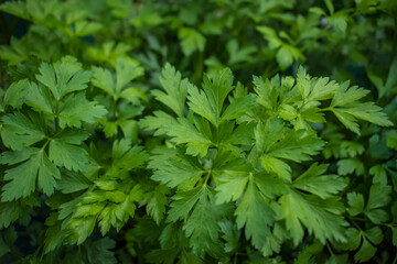 Parsley plantation with green leaves in selective focus and blur background