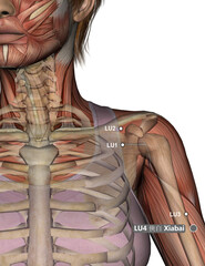 Drawing Acupuncture Point LU4 Xiabai, 3D Illustration, Muscular System, Skeleton, Woman