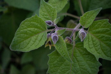 Selective focus close-up of velvety green leaves and flower of Physalis plant with blurred background