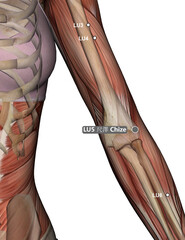 Drawing Acupuncture Point LU5 Chize 3D Illustration, Muscular System, Skeleton, Woman