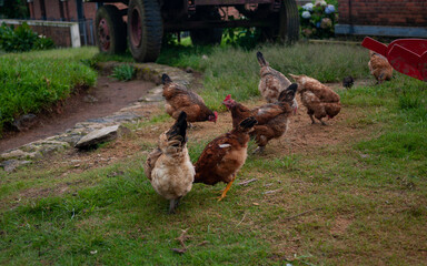 chickens pecking