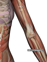 Drawing Acupuncture Point LU6 Kongzui, 3D Illustration, Muscular System, Skeleton, Woman