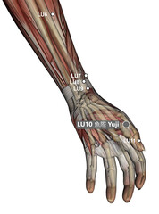 Drawing Acupuncture Point LU10 Yuji, 3D Illustration, Muscular System, Skeleton, Woman