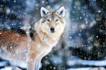 Gray wolf in the winter forest. Wolf in the nature habitat