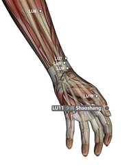 Drawing Acupuncture Point LU11 Shaoshang, 3D Illustration, Muscular System, Skeleton, Woman