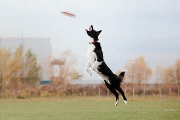 Dog catching flying disk in jump, pet playing outdoors in a park. Sporting event, achievement in...