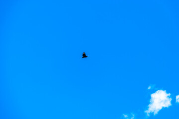 Fototapeta na wymiar flying condor in the blue sky