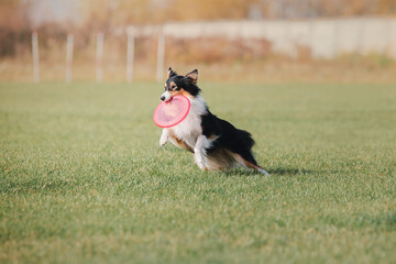 Naklejka na ściany i meble Dog catching flying disk in jump, pet playing outdoors in a park. Sporting event, achievement in sport