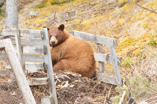 American Black Bea sits on garden compost pile