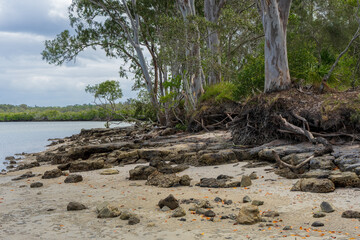Fototapeta na wymiar Trees on the shore at Tin Can Bay, Queensland, Australia 
