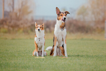 Group of dogs on a Foggy Autumn Morning. Dogs sitting together. Fast dogs outdoor. Pets in the park.