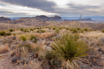 Chihuahuan Desert Landscape Big Bend NP TX USA