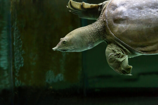 The Chinese Trionyx turtle Pelodiscus sinensis swimming in the aquarium close up