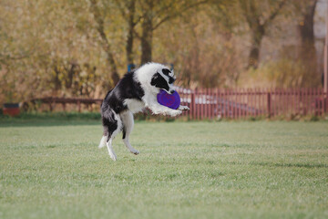 Dog catching flying disk in jump, pet playing outdoors in a park. Sporting event, achievement in sport