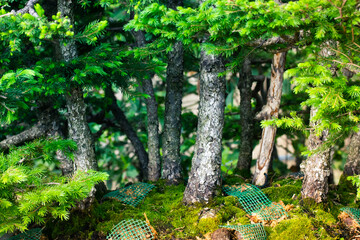 Tree trunks of bonsai trees on green background. Cultivation of dwarf tree in the woods, forest in...