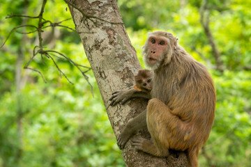 Naklejka na ściany i meble Mother loving her baby tender moment. Rhesus macaque or Macaca monkey mother and baby in her lap cuddle moment or behavior on tree in natural green background in forest of central india asia