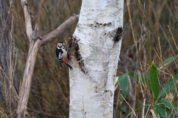 カバノキを突くアカゲラ