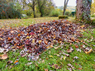 Pile of autumn leaves from raking the lawn

