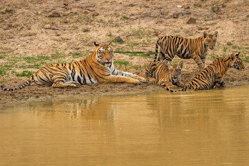 Fototapeta na wymiar wild female tiger or mother tigress or panthera tigris nursing or caring her three new born cubs near natural waterhole in hot summer season safari at bandhavgarh national park madhya pradesh india
