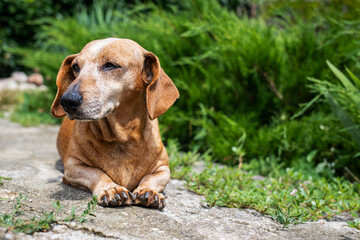 An elderly gray-haired dachshund basking in the sun in the summer garden.