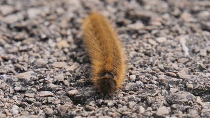 caterpillar on the ground