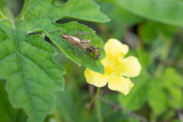 a spider that eats insects