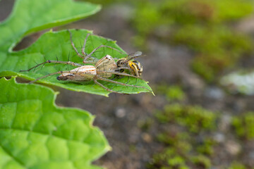 a spider that eats insects